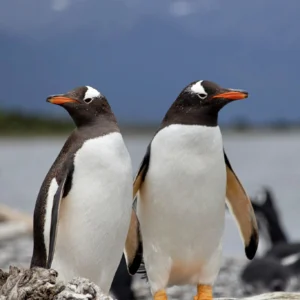 Navegación Pingüinera (Isla Martillo)